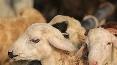 شروط الأضحية 2025 حسب دار الإفتاء