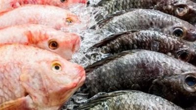  أسعار البلطي والبوري والجمبري مع بداية تعاملات اليوم الخميس 1 مايو 2025