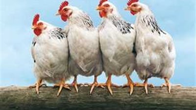 أسعار الدواجن والبيض اليوم الثلاثاء 29 أبريل 2025
