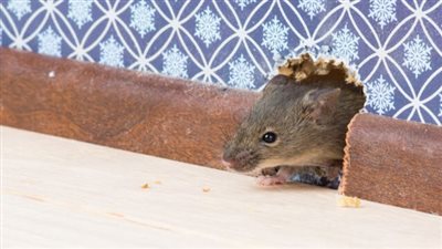 كيفية التخلص من الفئران في المنزل طبيعيا