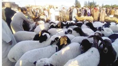 أسعار كيلو اللحم القائم للأضاحي 2025