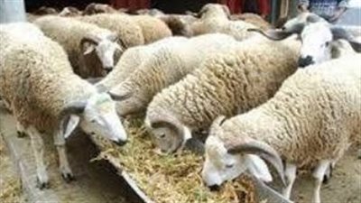 أسعار الخراف والماعز في السوق المحلي قبل عيد الاضحى 2025