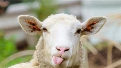 سعر الكيلو القائم من الخراف قبل عيد الاضحى 2025