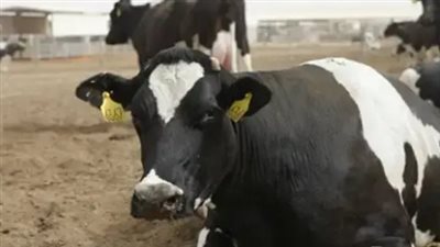 سعر العجول المستوردة للاضاحي 2025