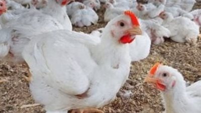 أسعار الفراخ البيضاء اليوم الأحد 4 مايو 2025