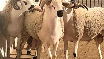 أسعار الأضاحي 2025 في مصر.. وأبرز النصائح 