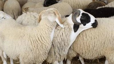 أسعار الأضاحي من الأبقار والخراف والماعز للأضاحي 2025