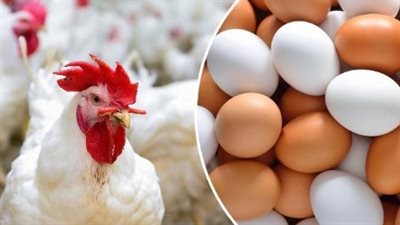  أسعار الدواجن والبيض اليوم الإثنين 5 مايو 2025 في الأسواق
