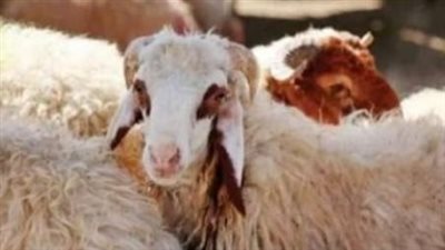 أسعار الأضاحي في مصر 2025 بالأسواق