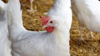 أسعار الفراخ البيضاء اليوم الإثنين 5 مايو 2025 في الأسواق والمحال التجارية