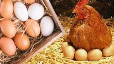 بورصة الدواجن اليوم الإثنين 5_5_ 2025