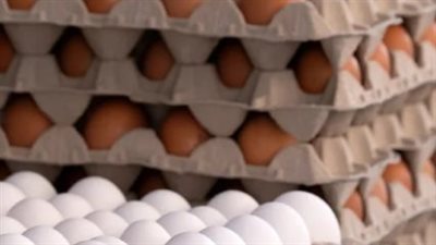 أسعار البيض اليوم الأربعاء 7 مايو 2025