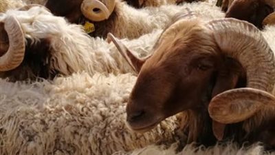 أسعار الأضاحي في مصر 2025 بالأسواق