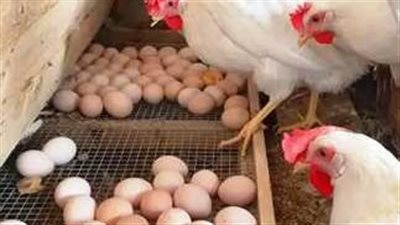 أسعار الفراخ البيضاء والدواجن والبيض اليوم الخميس 8 مايو 2025