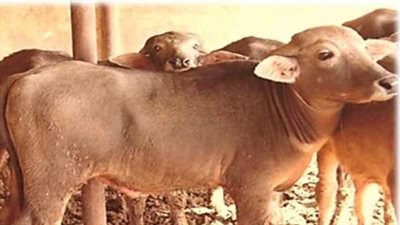 أسعار الأبقار والخراف والماعز في عيد الأضحى 2025.. تعرف عليها قبل الشراء