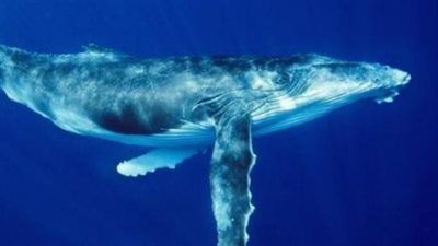 توقعات الأبراج لـ برج الحوت اليوم 10 مايو 2025