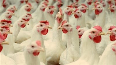 سعر الفراخ البيضاء اليوم السبت 10 مايو 2025 في بورصة الدواجن والأسواق