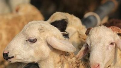 سنن الأضحية.. والأفعال التي تستحب عند ذبحها