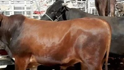 أسعار الأبقار والماعز والخراف في الأسواق قبل عيد الأضحى 2025