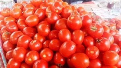  سعر الطماطم اليوم 11 مايو 2025 في الأسواق 