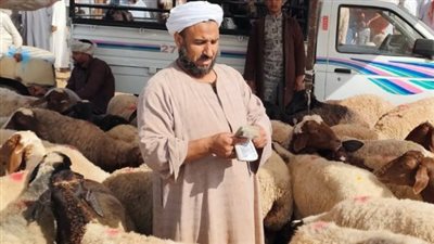 أسعار الأضاحي 2025 في أسواق المواشي