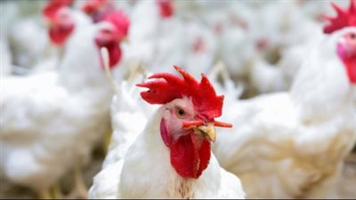 أسعار الدواجن اليوم الثلاثاء 13 مايو 2025 في بورصة الدواجن الرئيسية