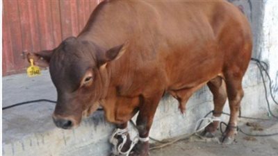 أسعار الأضاحي في مصر 2025.. سعر العجل المستورد ما بين 40.000 لـ 60.000 جنيه