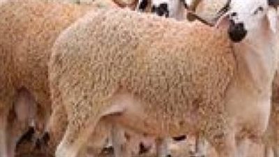 أسعار الأضاحي 2025 المستوردة والبلدي