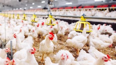 كم سعر الفراخ البيضاء اليوم 12 مايو 2025؟