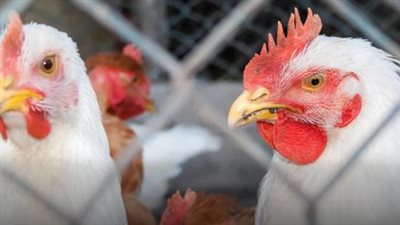 سعر الفراخ البيضاء اليوم الأربعاء 14-5-2025.. كرتونة البيض الأبيض والأحمر بكام؟