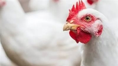 بكام أسعار الفراخ النهاردة؟