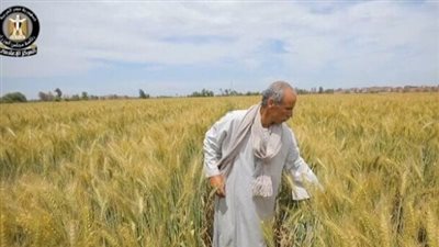 الحكومة المصرية: جهود متواصلة لتأمين المخزون الاستراتيجى للقمح وتيسير إجراءات توريده