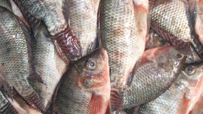 كم تبلغ أسعار السمك البلطي اليوم؟
