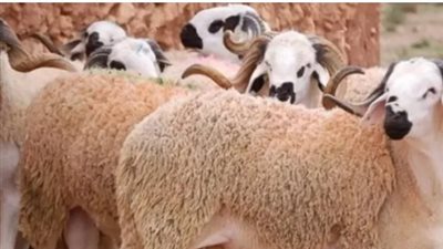 ما هي أسعار الأضاحي المستوردة والبلدي؟