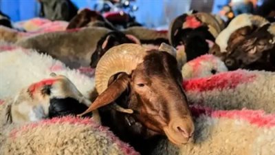 ما هي أسعار الأضاحي 2025 حسب الوزن بالكيلو؟