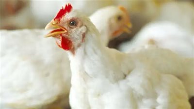 أسعار الفراخ والبط اليوم الخميس 15 مايو 2025 في الأسواق المصرية