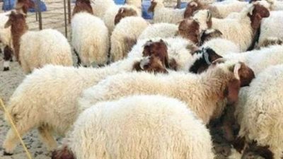 كم أسعار الأضاحي 2025 في أسواق المواشي؟