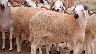 أماكن أشهر أسواق الأغنام والأبقار في مصر