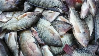 أسعار الأسماك والجمبري اليوم الأحد 18 مايو 2025