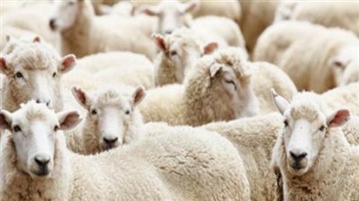 فتاوى تشغل الأذهان.. هل تجزيء الأضحية بكبش واحد عن الرجل وأهل بيته؟