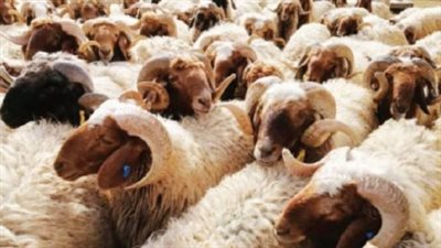 ما هي الأضحية؟ ولماذا شرعت؟