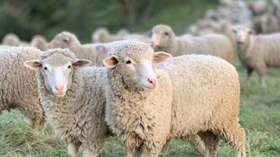 ما شروط الأضحية؟