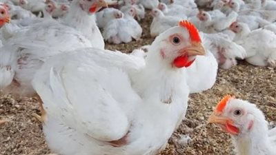 سعر كيلو الفراخ البيضاء اليوم الأربعاء 21 مايو 2025
