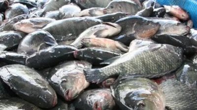  أسعار السمك في الأسواق اليوم الأربعاء 21 مايو 2025