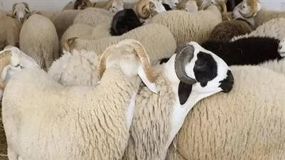 أسعار الأضاحي 2025 في الأسواق.. المستوردة والبلدي بكام؟