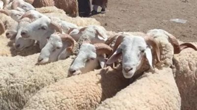  أسعار الأضاحي 2025 حسب الوزن