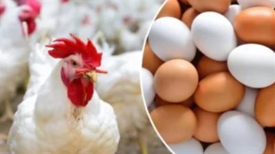 تباين أسعار الدواجن اليوم السبت 24 مايو 2025 في الأسواق والمحال التجارية