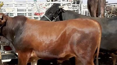 قائمة أسعار الأضاحي خراف وعجول وماعز 2025