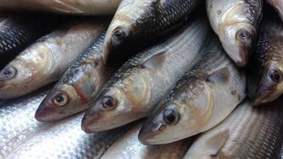 أسعار الأسماك اليوم الأحد 25 مايو 2025