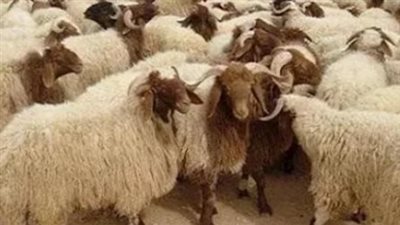 أماكن شوادر أضاحي وزارة الزراعة 2025